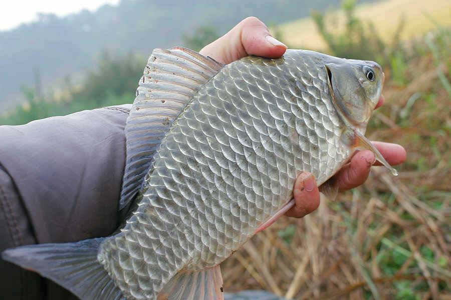 청도권 주말주중 조황정보 (조황조행기 - 특파원조황)