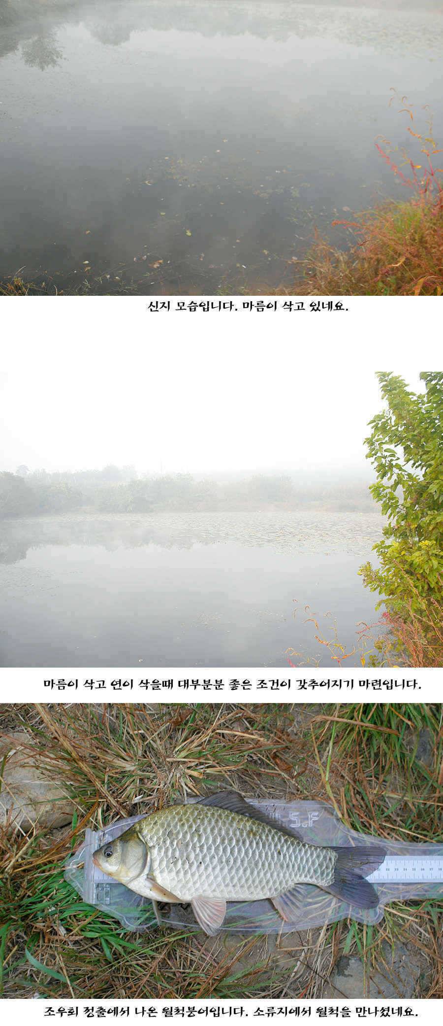 청도권 주말주중 조황정보 (조황조행기 - 특파원조황)