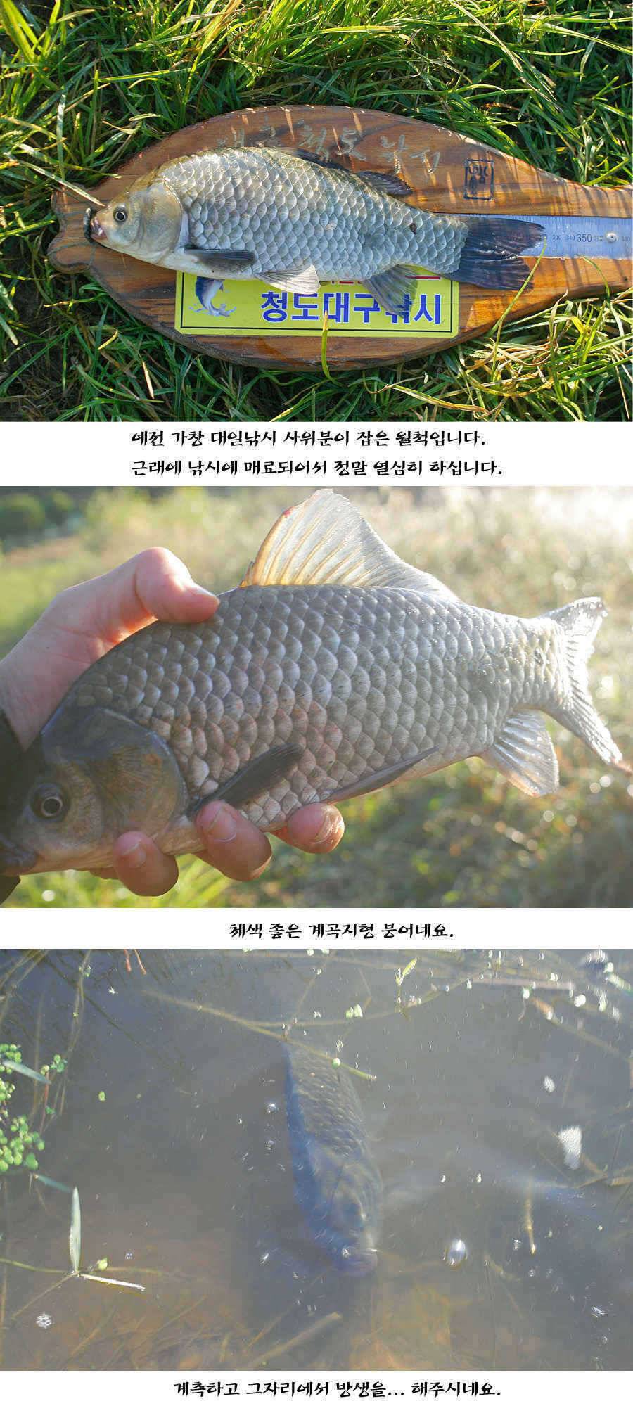 청도권 주말주중 조황정보 (조황조행기 - 특파원조황)