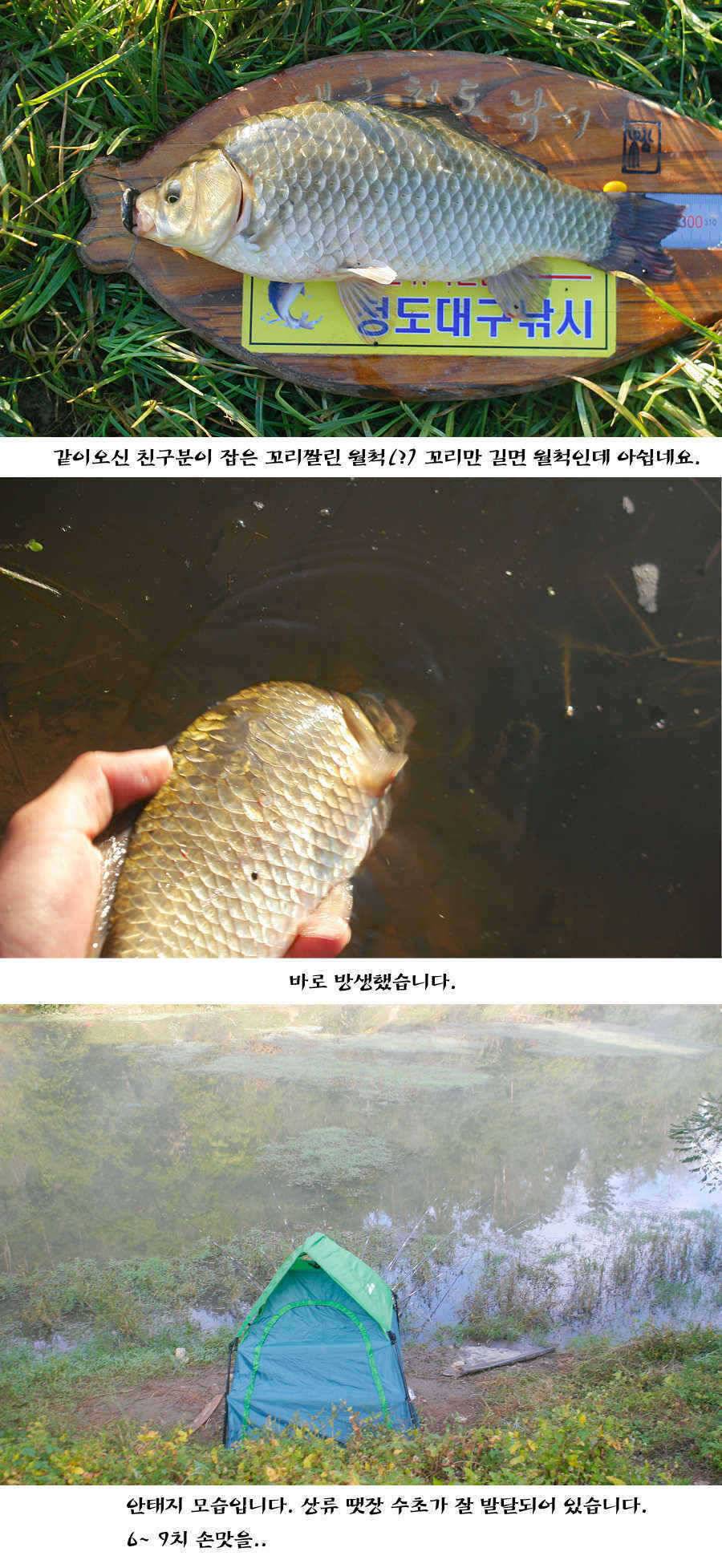 청도권 주말주중 조황정보 (조황조행기 - 특파원조황)
