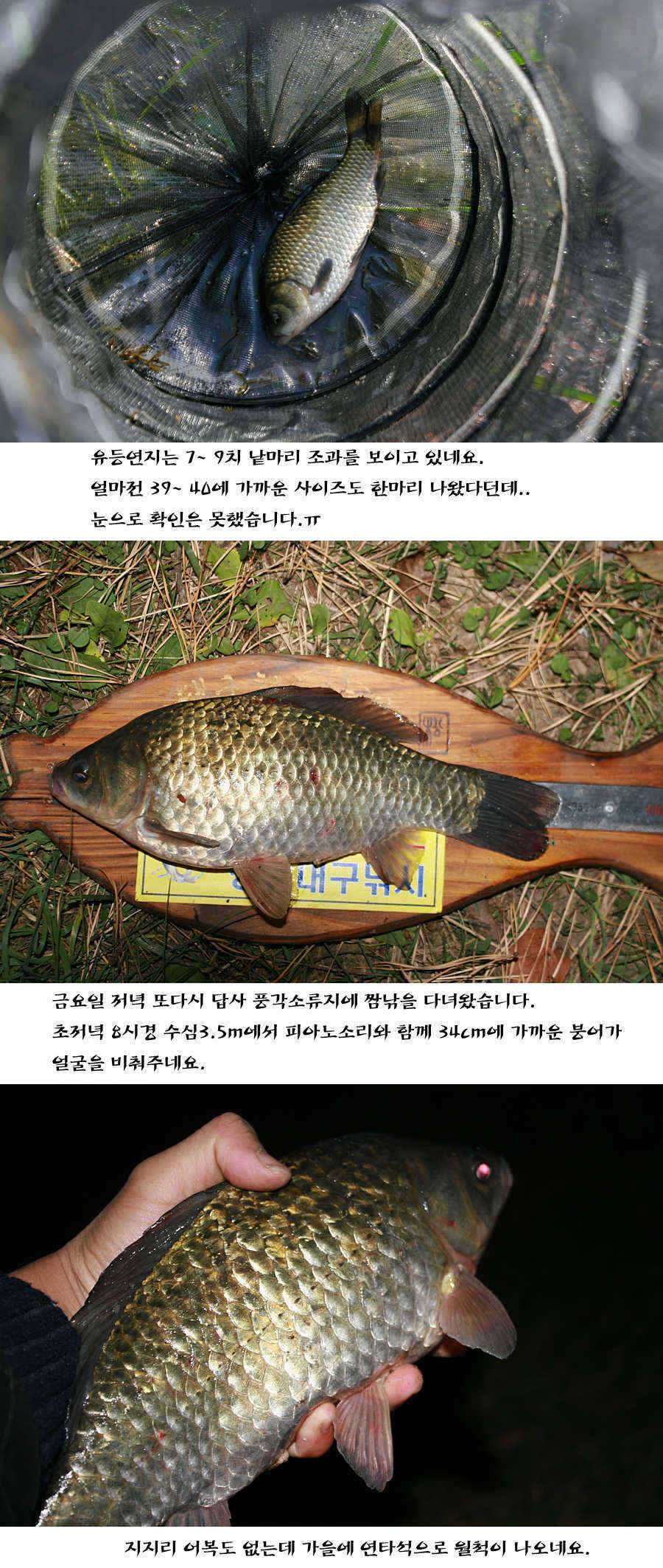 청도권 주말주중 조황정보 (조황조행기 - 특파원조황)
