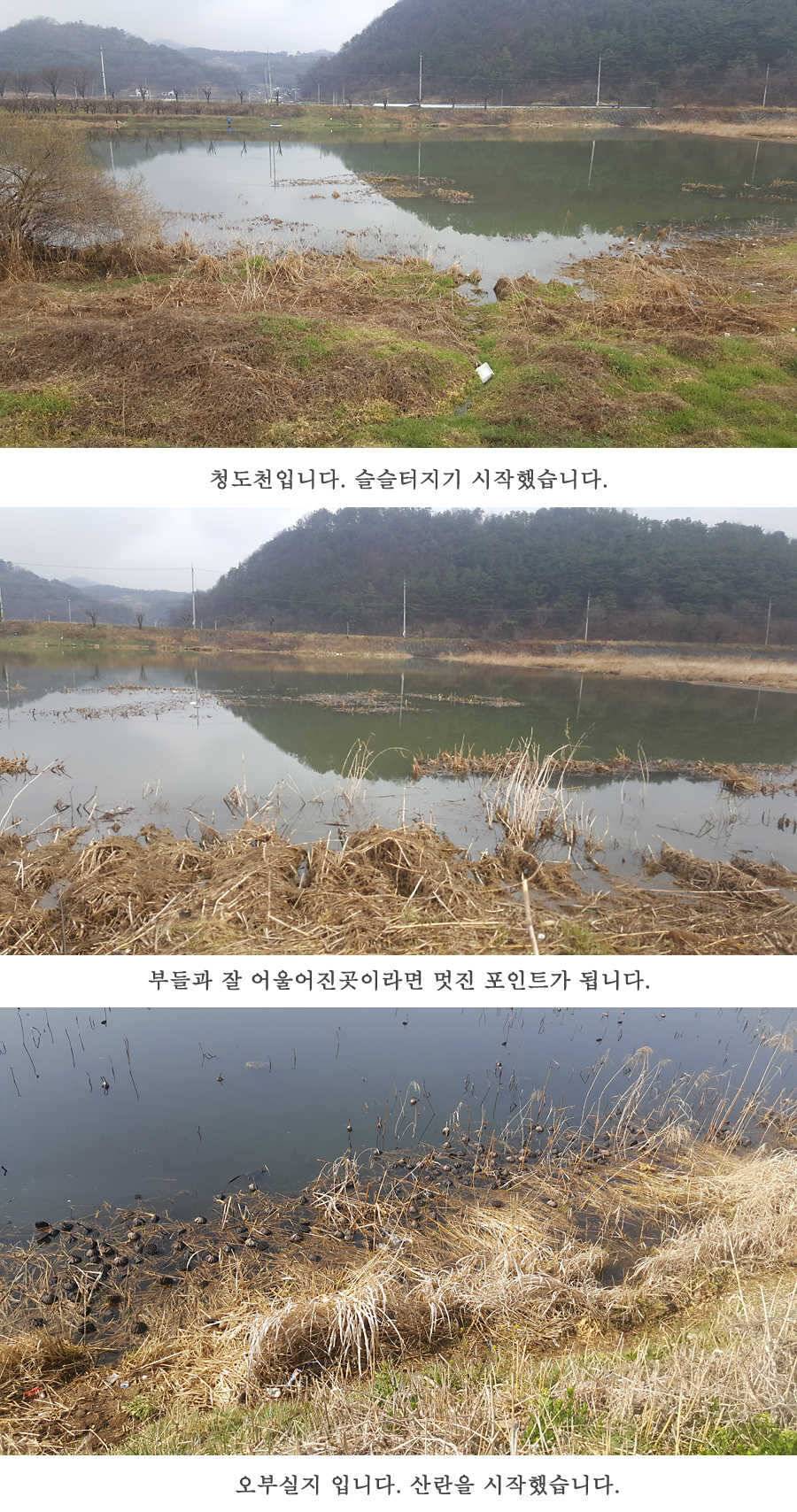 청도권 사짜까직 터지기 시작했습니다 (조황조행기 - 특파원조황)