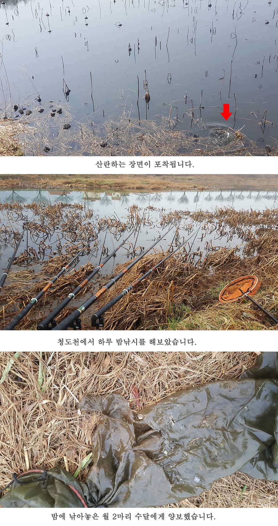 청도권 사짜까직 터지기 시작했습니다 (조황조행기 - 특파원조황)