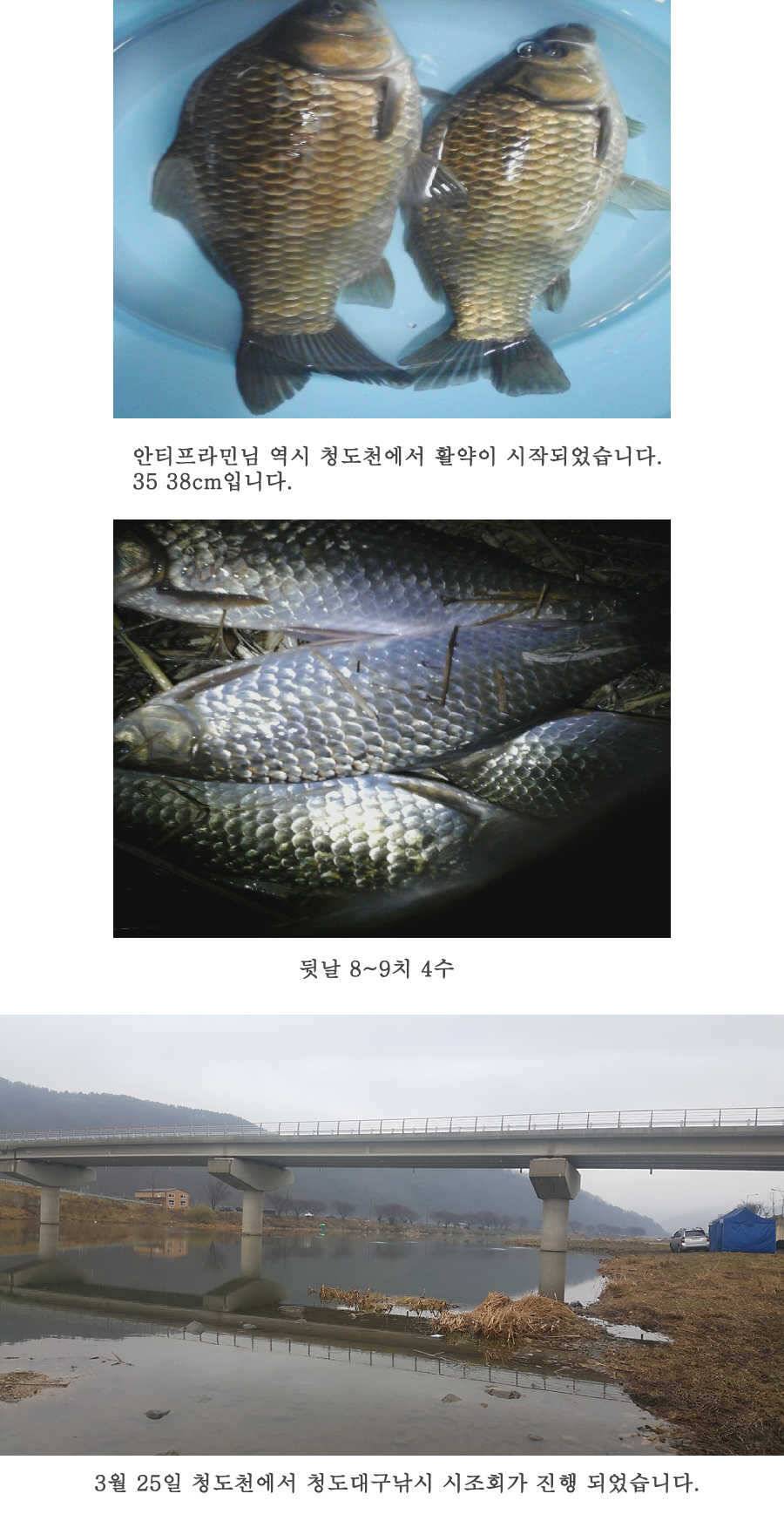 청도권 사짜까직 터지기 시작했습니다 (조황조행기 - 특파원조황)