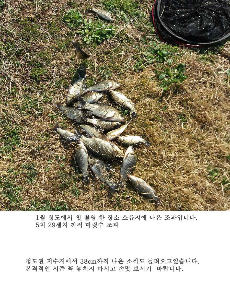 청도권 사짜까직 터지기 시작했습니다 (조황조행기 - 특파원조황)