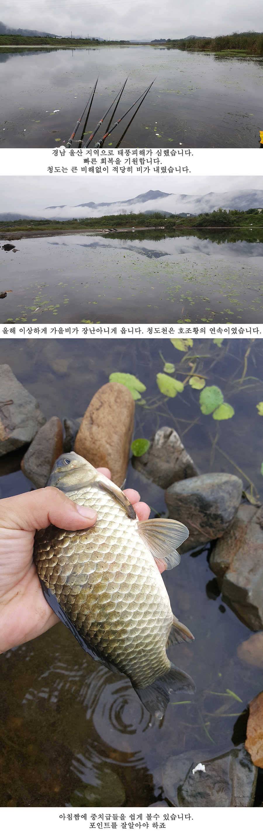청도권 지난주 조황입니다 (조황조행기 - 특파원조황)