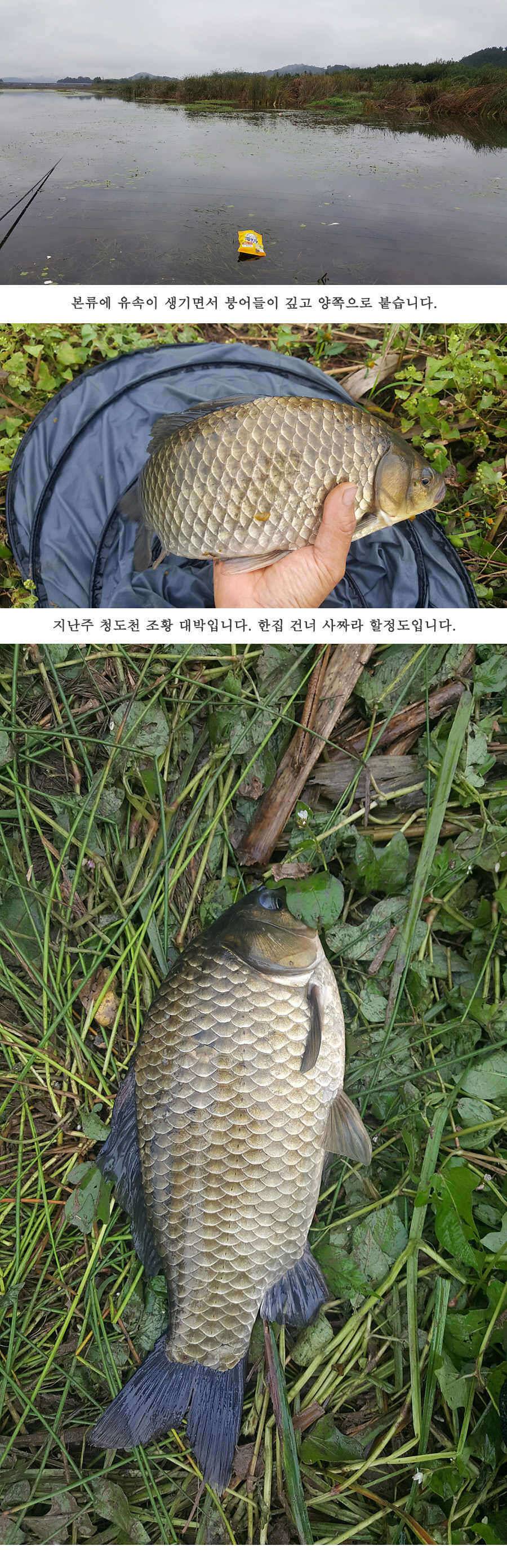 청도권 지난주 조황입니다 (조황조행기 - 특파원조황)