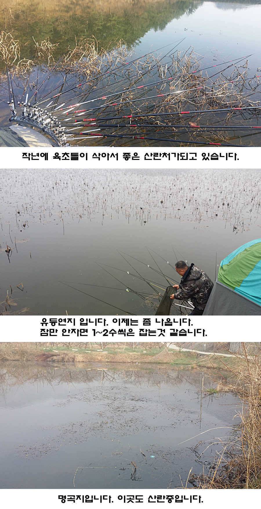 청도권 조황이 점차 살아나고 있습니다 (조황조행기 - 특파원조황)