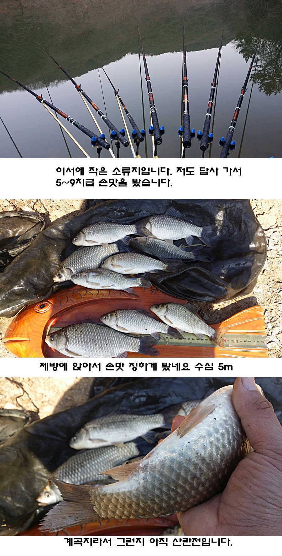 청도권 조황이 점차 살아나고 있습니다 (조황조행기 - 특파원조황)