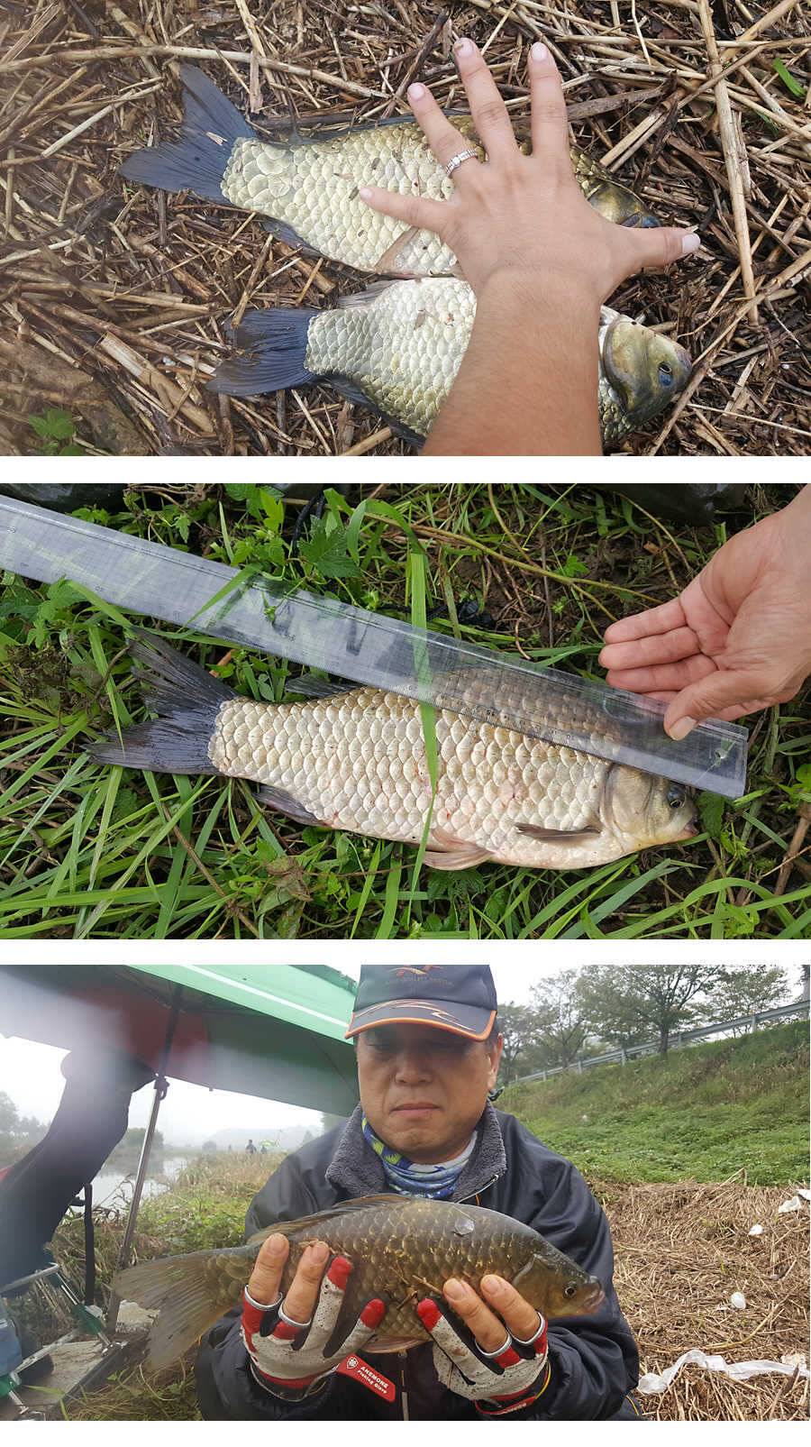 청도권 지난주 조황입니다 (조황조행기 - 특파원조황)