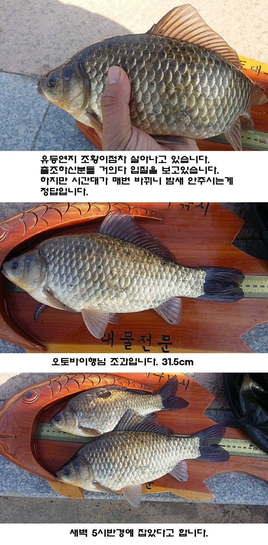 청도권 조황이 점차 살아나고 있습니다 (조황조행기 - 특파원조황)