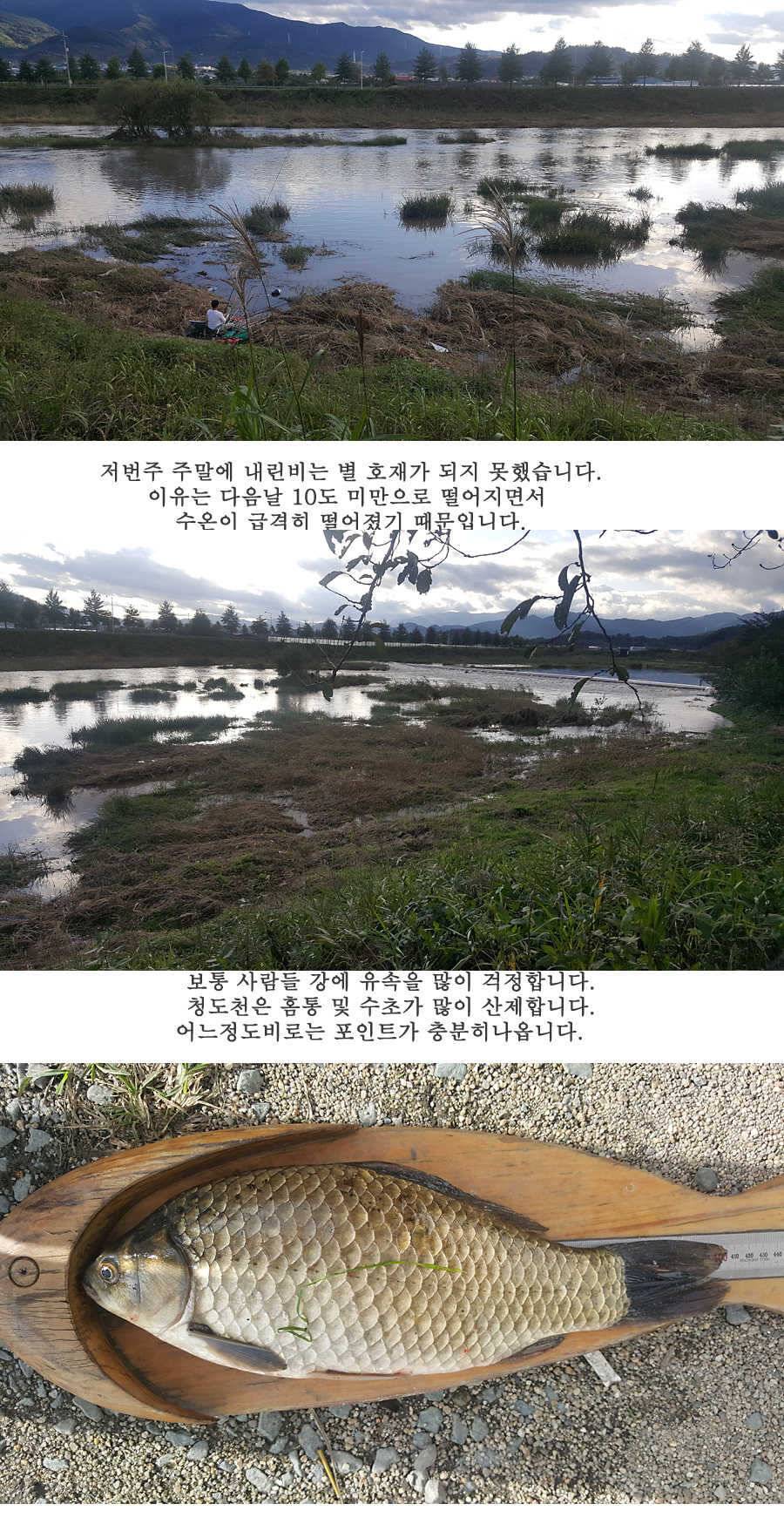 청도권 지난주 조황입니다 (조황조행기 - 특파원조황)