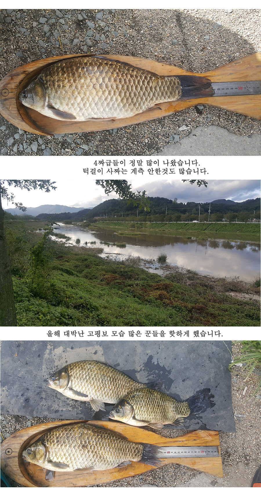 청도권 지난주 조황입니다 (조황조행기 - 특파원조황)