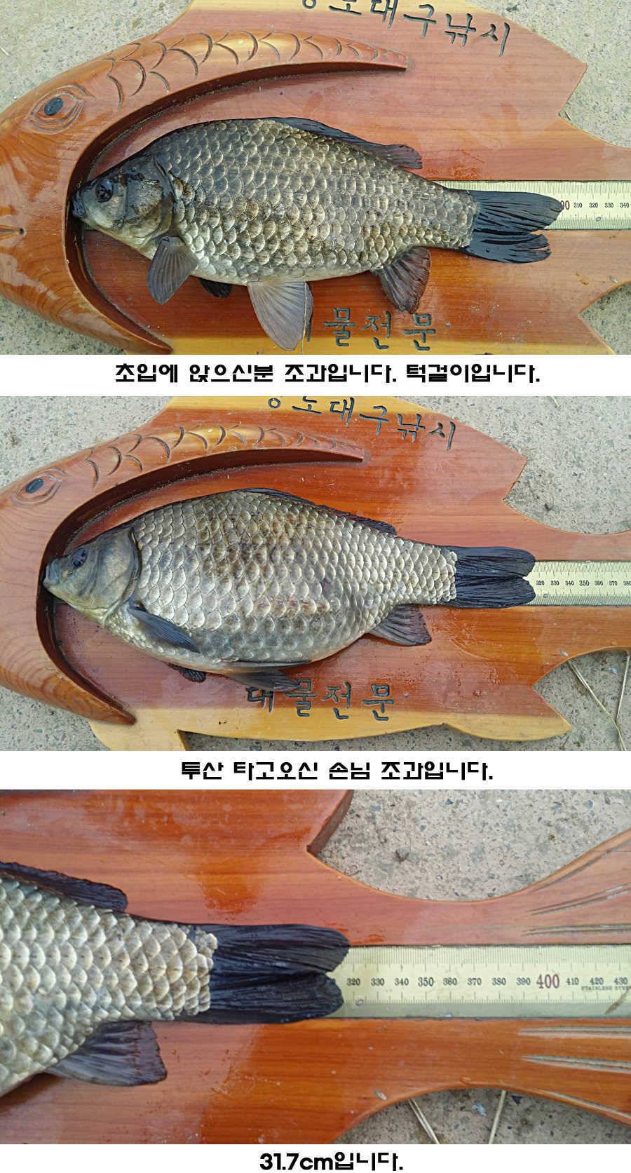 청도권 조황이 점차 살아나고 있습니다 (조황조행기 - 특파원조황)