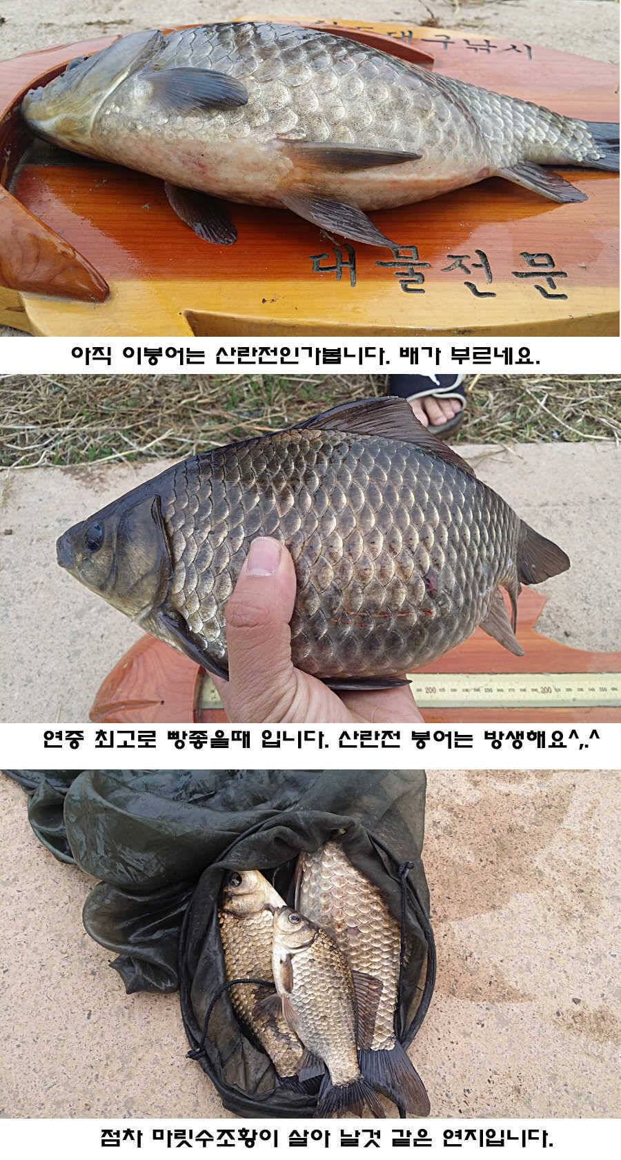 청도권 조황이 점차 살아나고 있습니다 (조황조행기 - 특파원조황)
