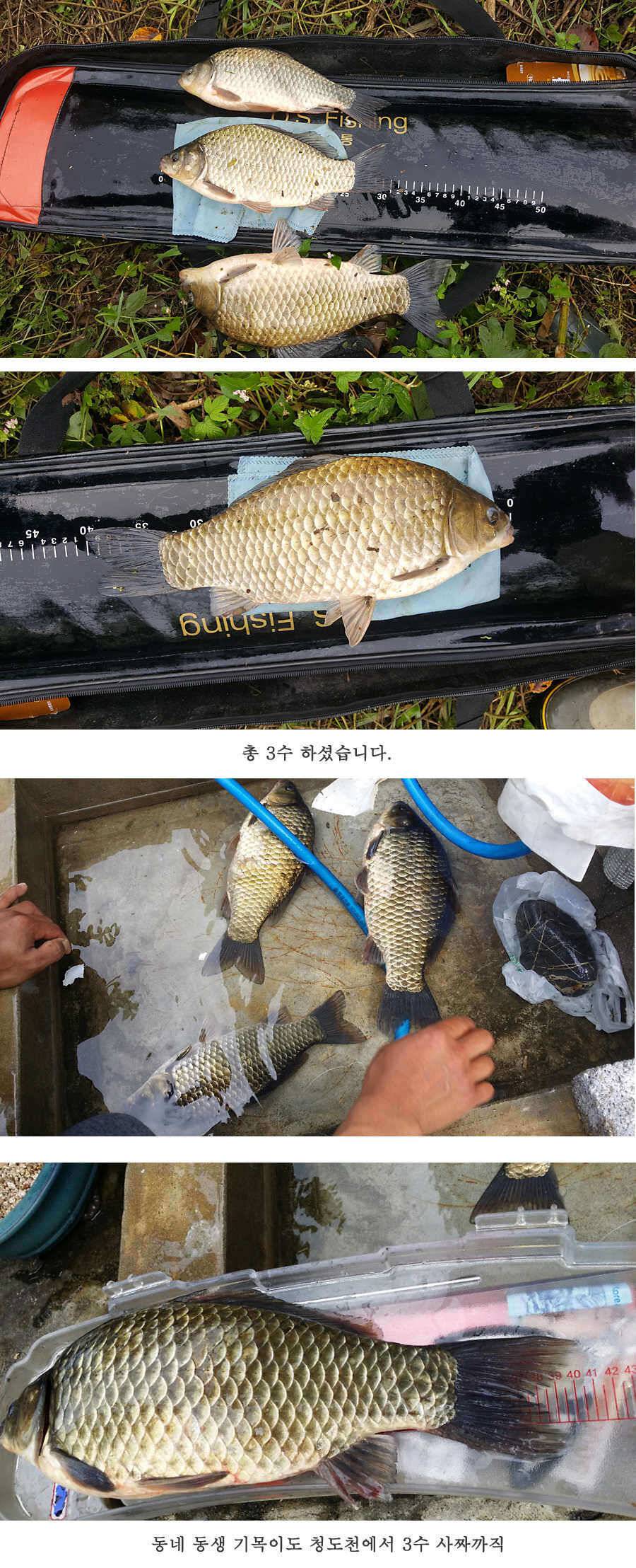 청도권 지난주 조황입니다 (조황조행기 - 특파원조황)