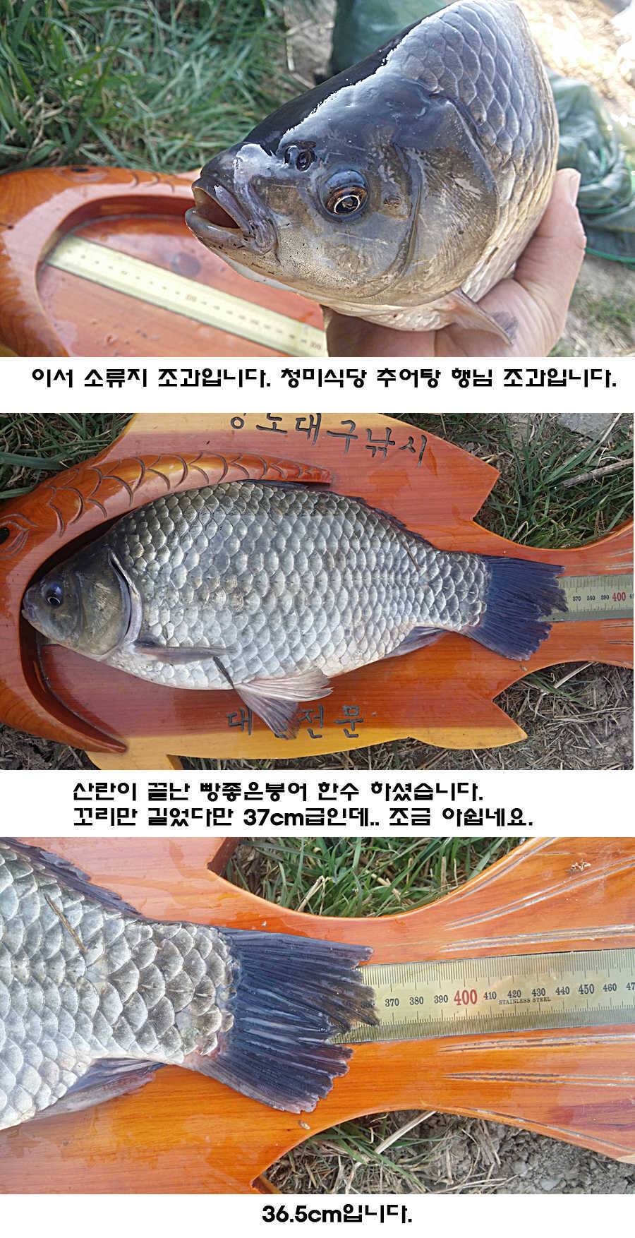 청도권 조황이 점차 살아나고 있습니다 (조황조행기 - 특파원조황)