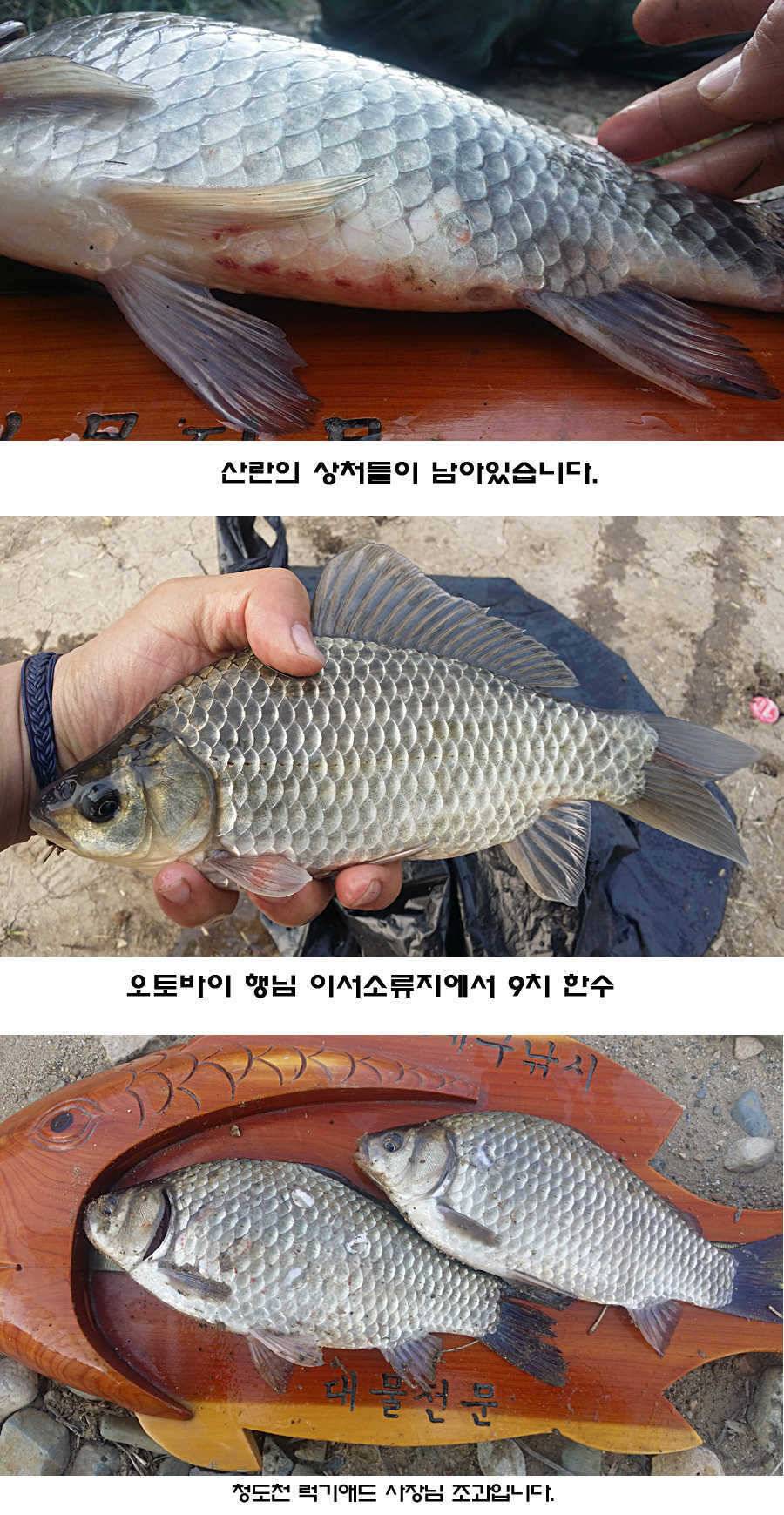 청도권 조황이 점차 살아나고 있습니다 (조황조행기 - 특파원조황)