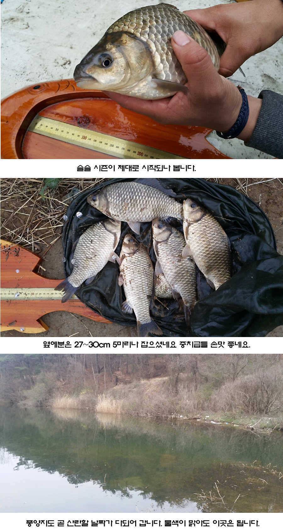 청도권 조황이 점차 살아나고 있습니다 (조황조행기 - 특파원조황)