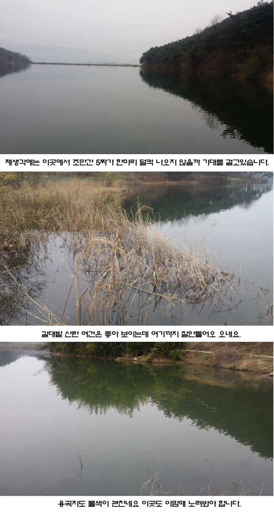 청도권 조황이 점차 살아나고 있습니다 (조황조행기 - 특파원조황)