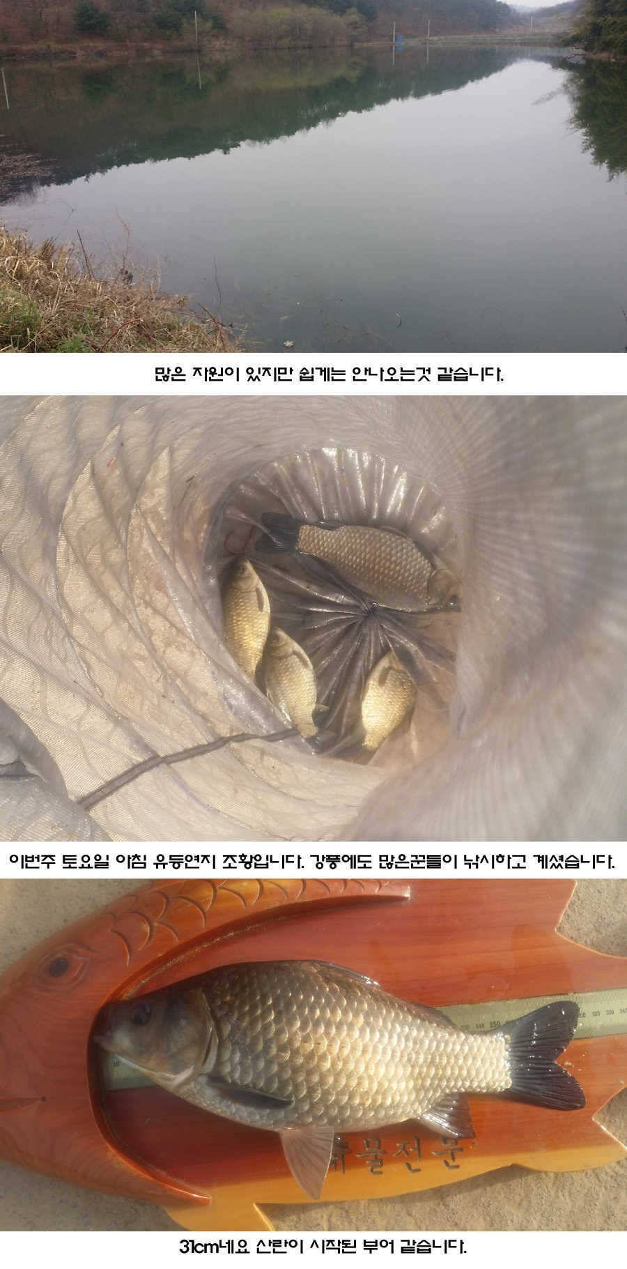 청도권 조황이 점차 살아나고 있습니다 (조황조행기 - 특파원조황)