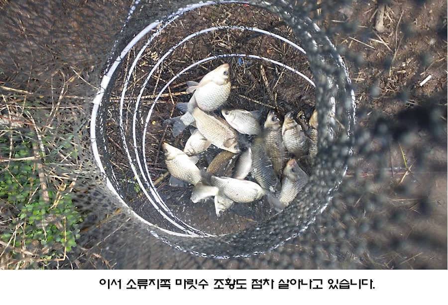 청도권 조황이 점차 살아나고 있습니다 (조황조행기 - 특파원조황)