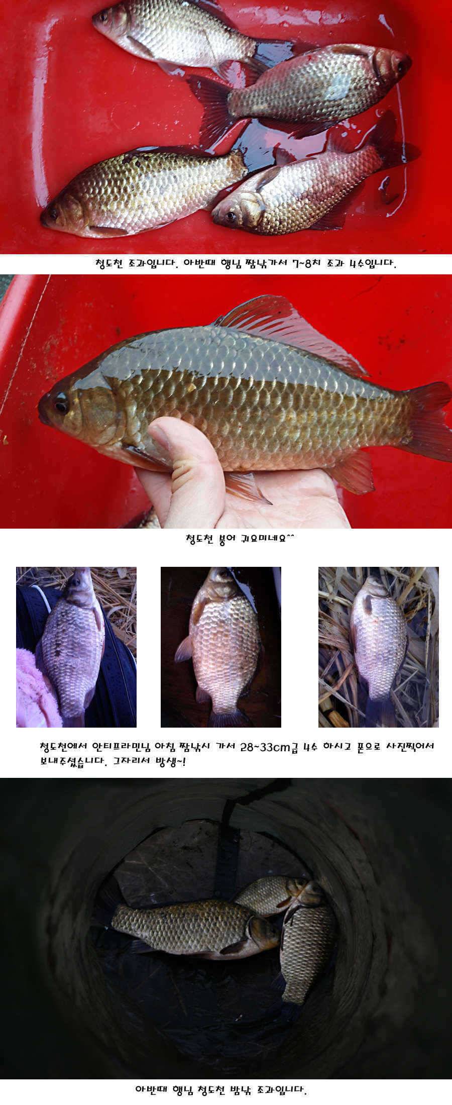 청도권 지난주 주중 조황정보 (조황조행기 - 특파원조황)
