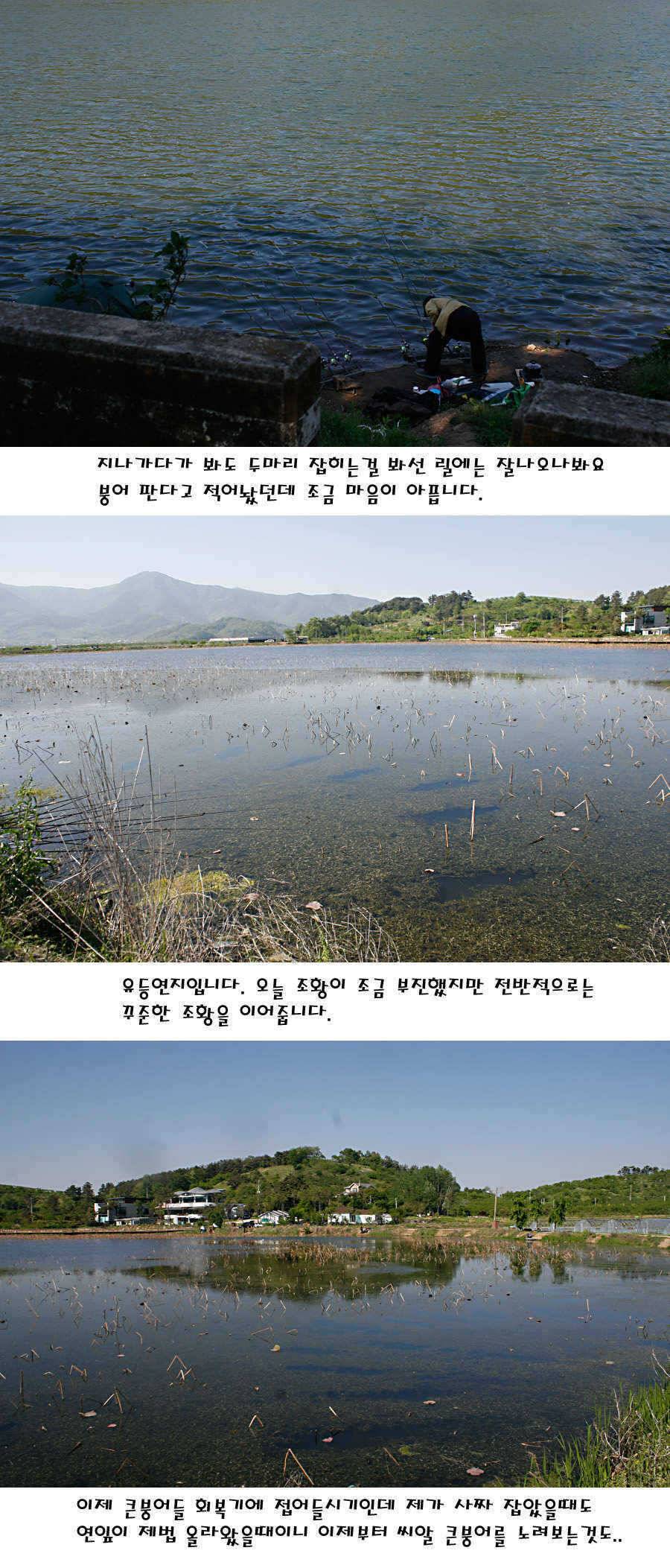 청도권 마릿수 대물 사짜 (조황조행기 - 특파원조황)