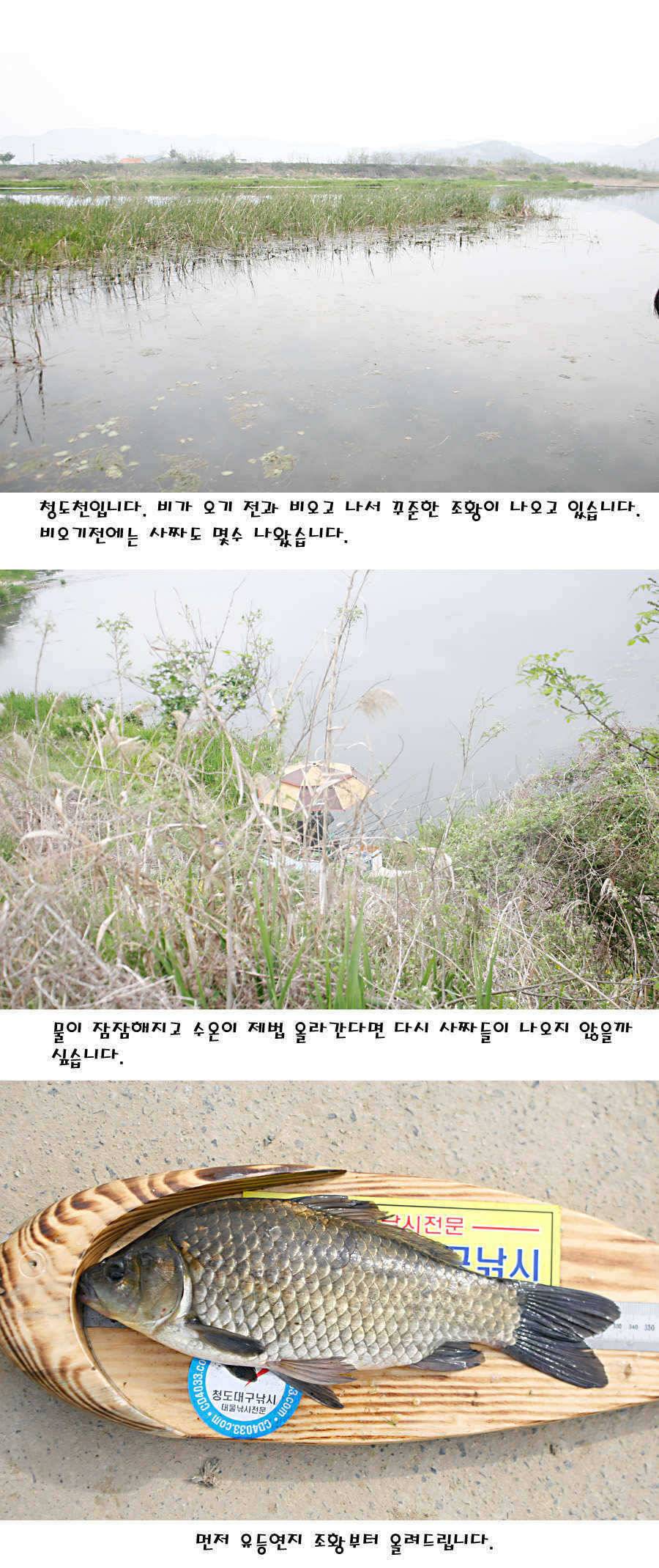 청도권 마릿수 대물 사짜 (조황조행기 - 특파원조황)