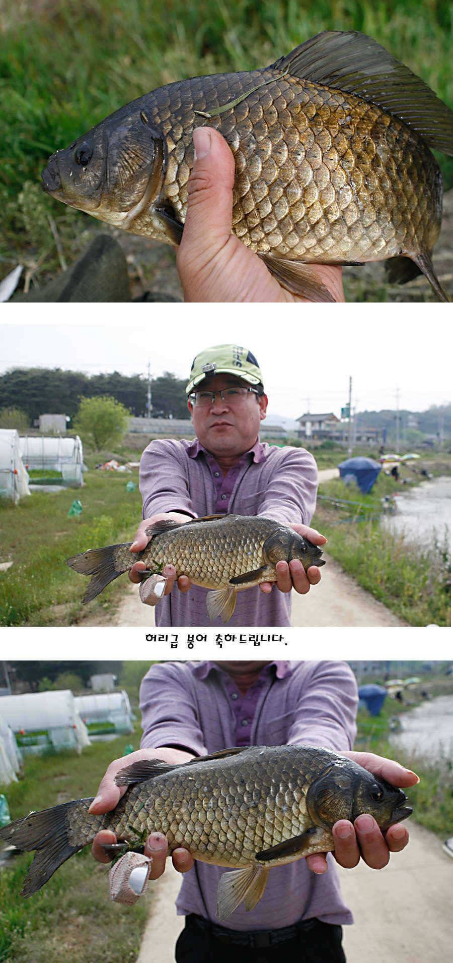 청도권 마릿수 대물 사짜 (조황조행기 - 특파원조황)