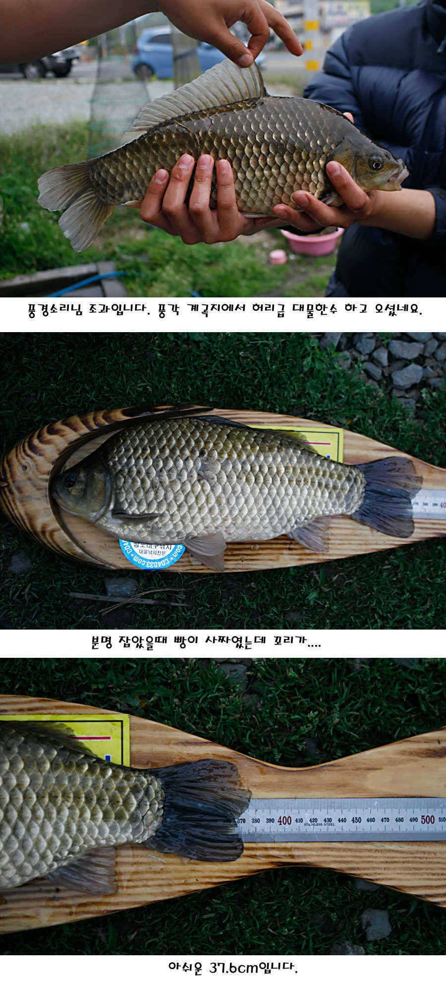 청도권 마릿수 대물 사짜 (조황조행기 - 특파원조황)