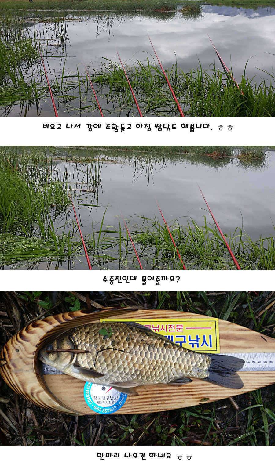 청도권 마릿수 대물 사짜 (조황조행기 - 특파원조황)