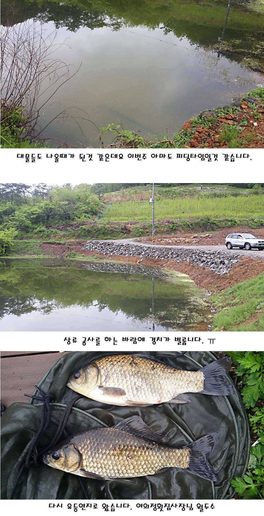 청도권 마릿수 대물 사짜 (조황조행기 - 특파원조황)