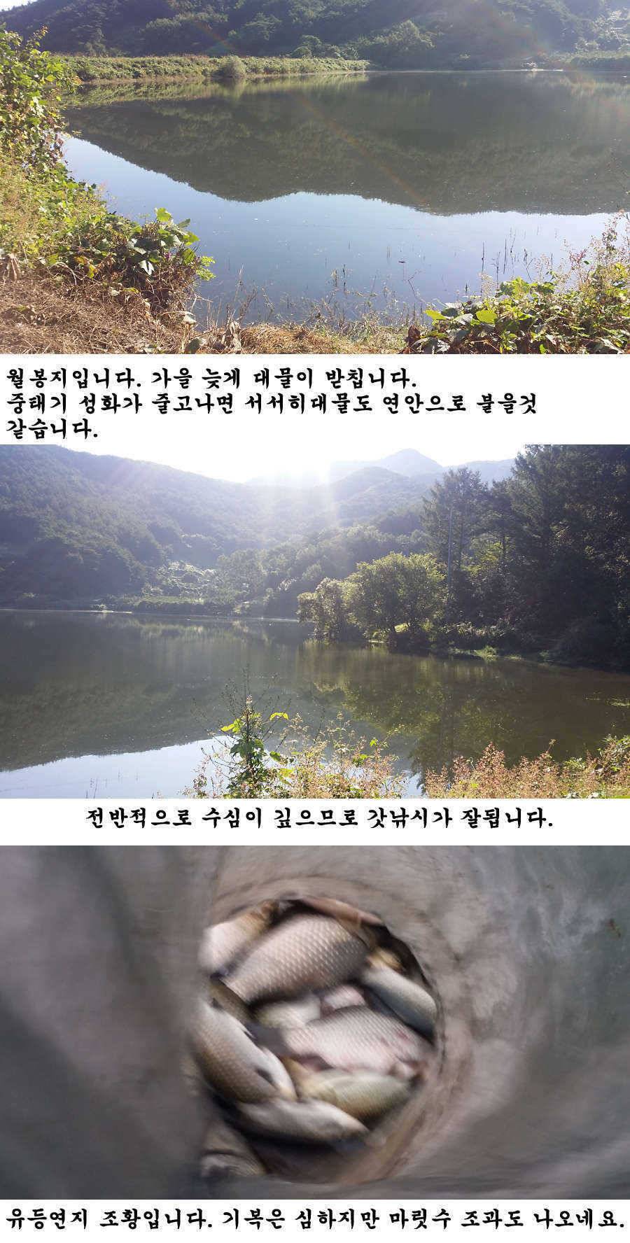 청도권 지난주 조황 대물 홍수 (조황조행기 - 특파원조황)