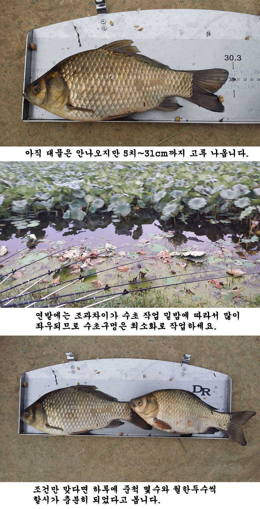 청도권 지난주 조황 대물 홍수 (조황조행기 - 특파원조황)