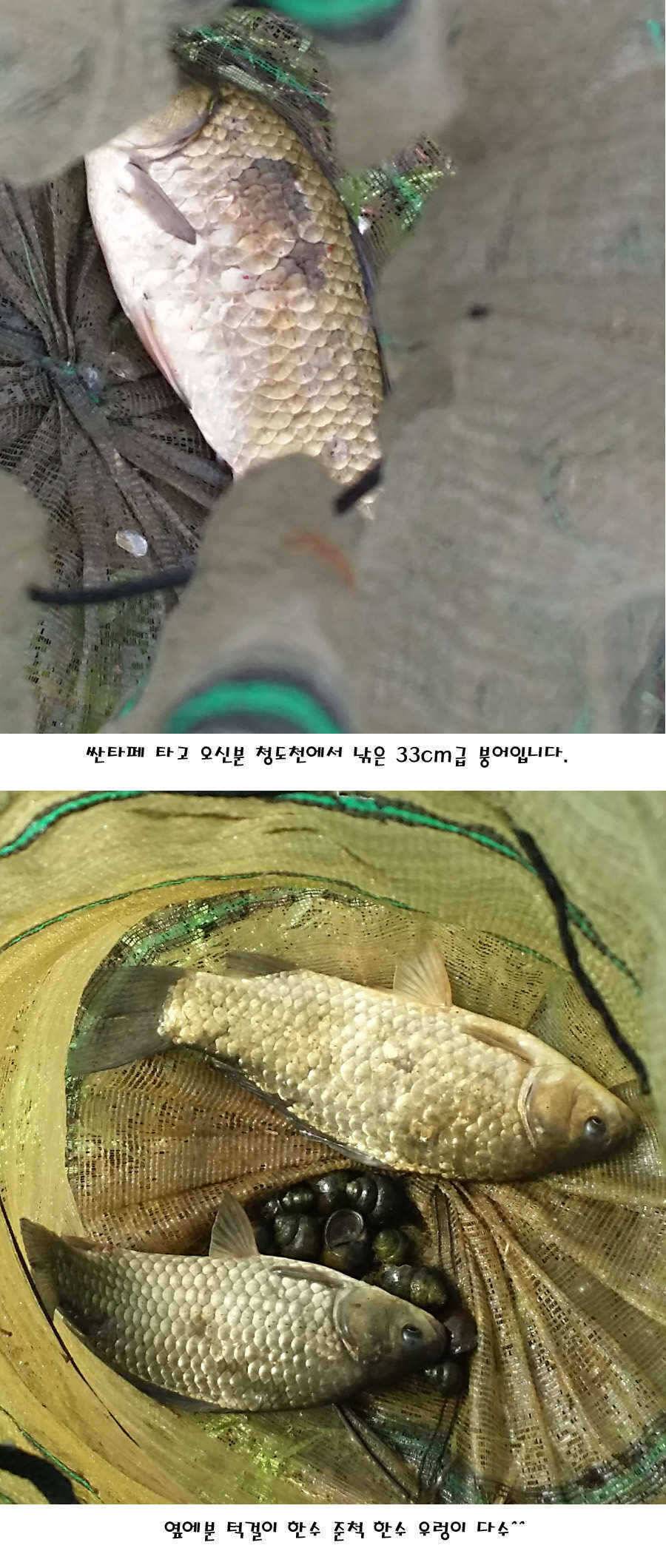 청도권 마릿수 대물 사짜 (조황조행기 - 특파원조황)