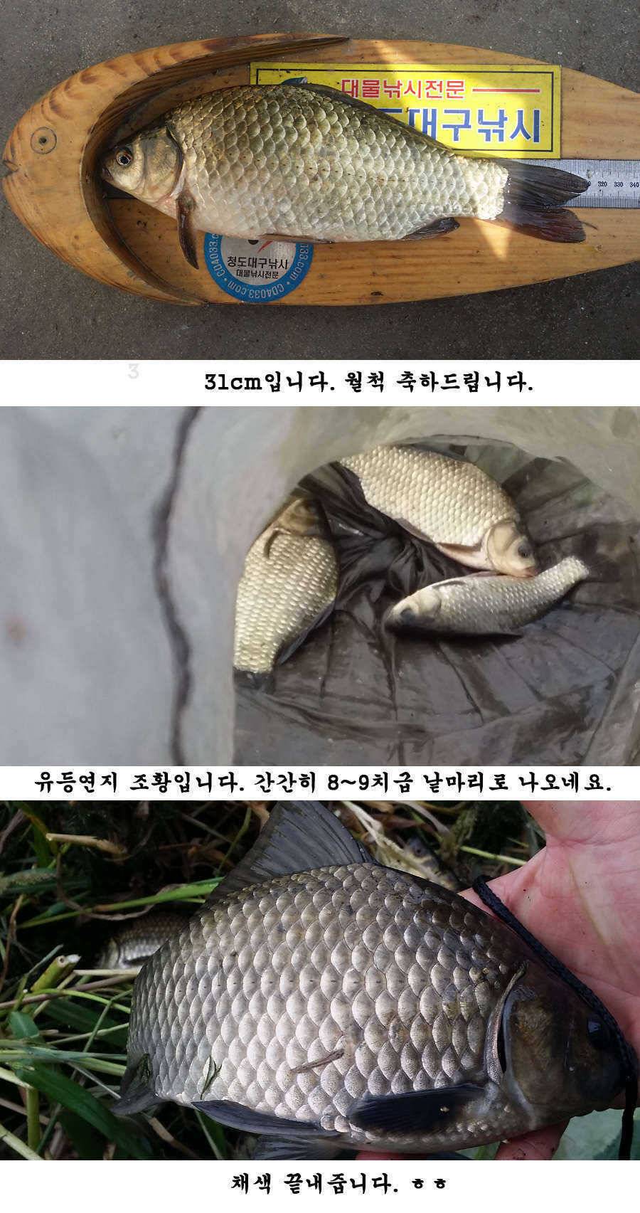 청도권 지난주 조황 대물 홍수 (조황조행기 - 특파원조황)