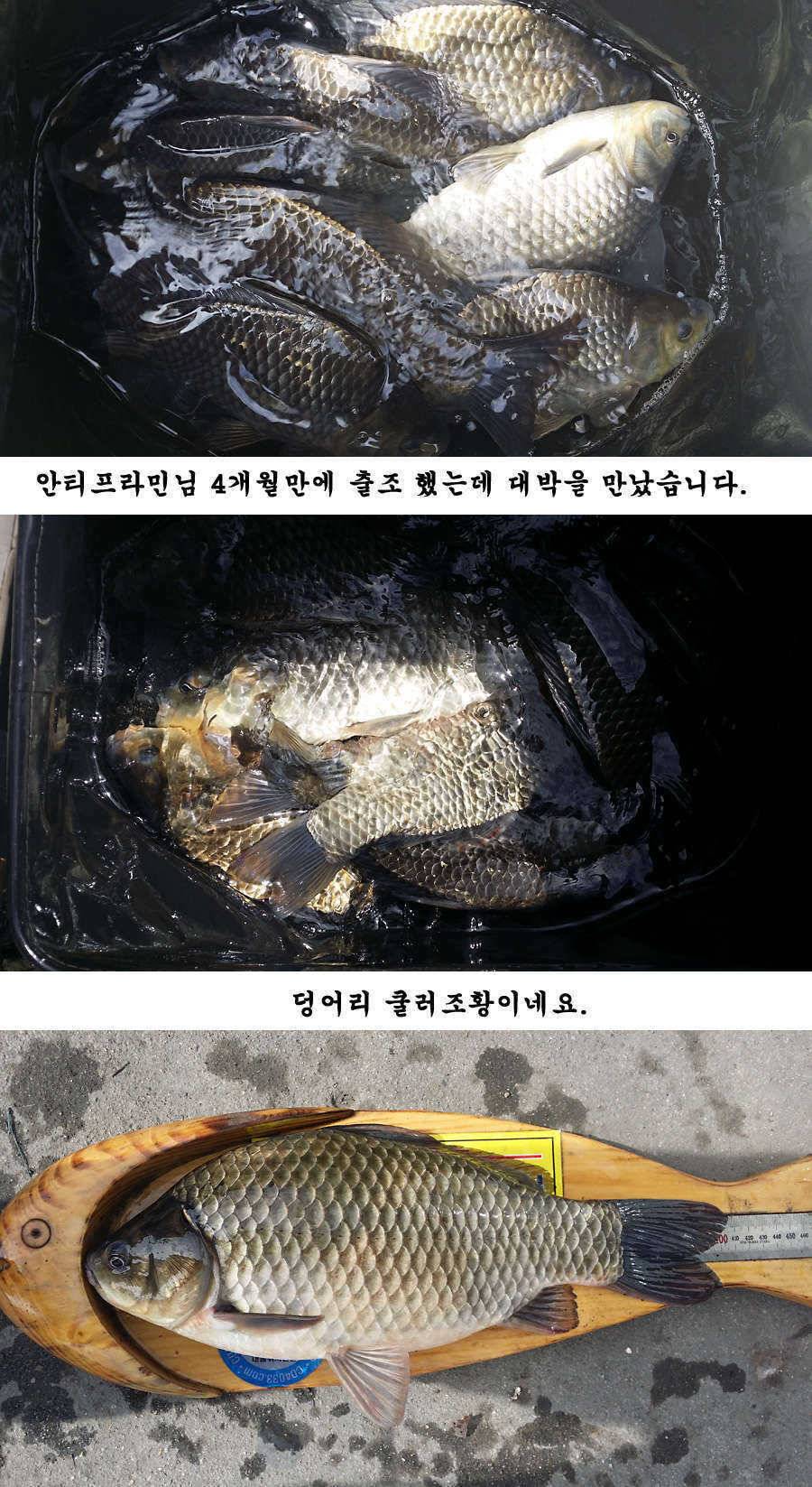 청도권 지난주 조황 대물 홍수 (조황조행기 - 특파원조황)