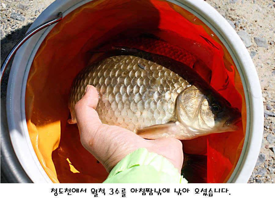 청도권 마릿수 대물 사짜 (조황조행기 - 특파원조황)