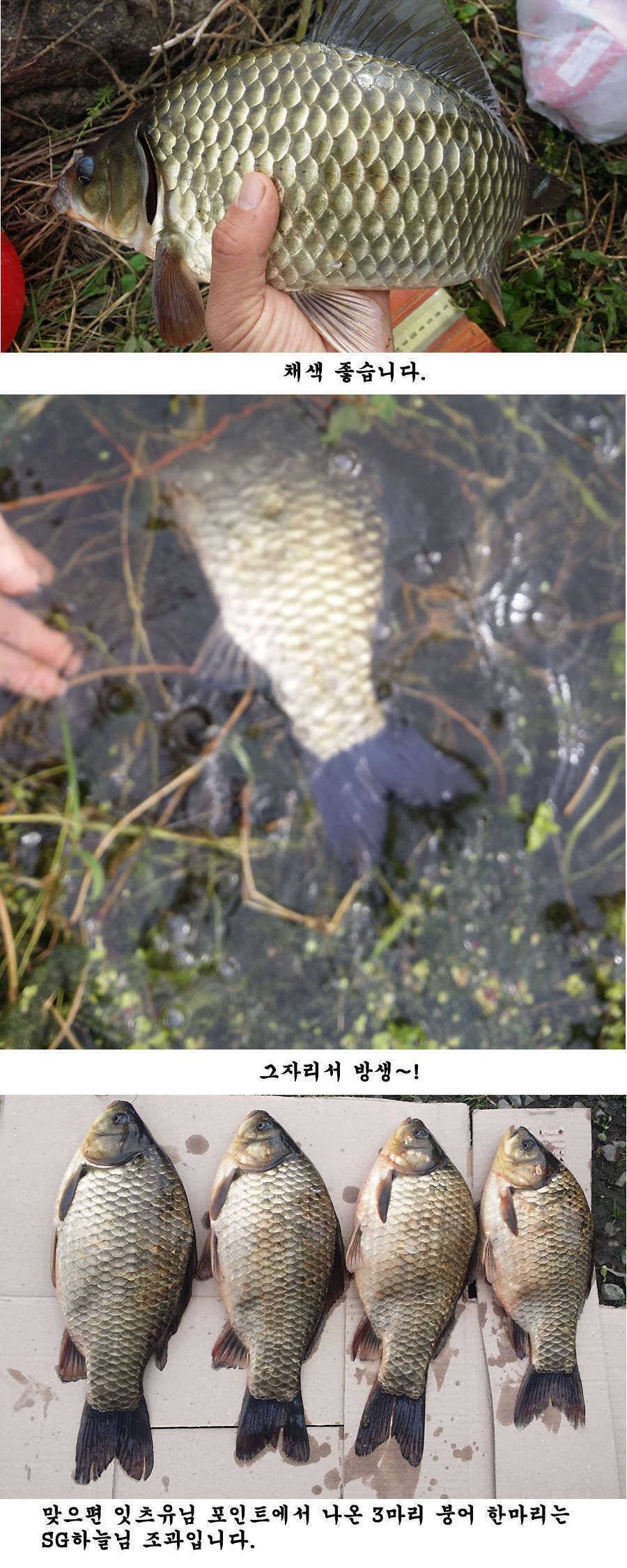 청도권 지난주 조황 대물 홍수 (조황조행기 - 특파원조황)