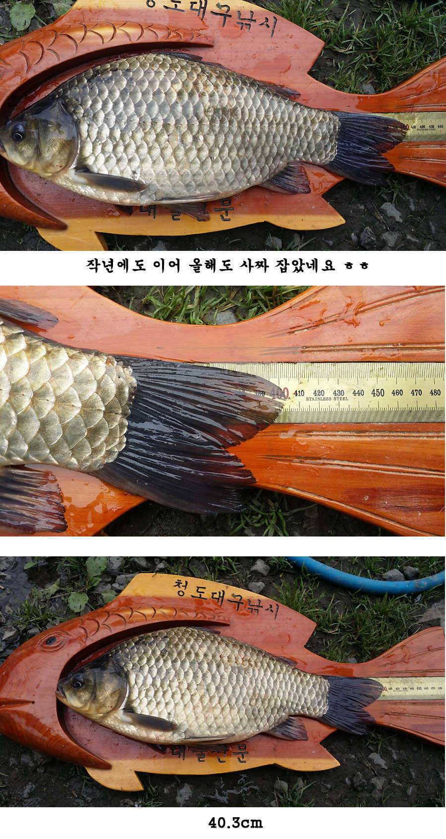 청도권 지난주 조황 대물 홍수 (조황조행기 - 특파원조황)