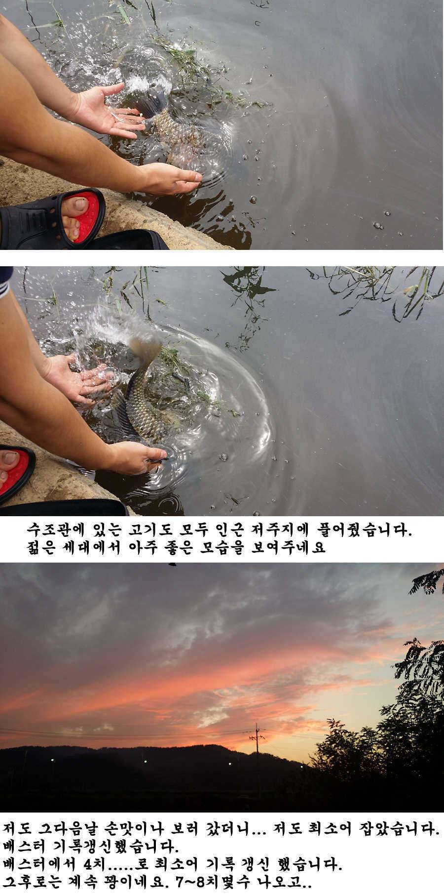청도권 지난주 조황 대물 홍수 (조황조행기 - 특파원조황)