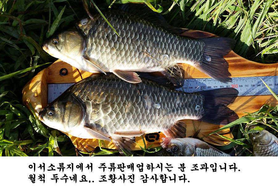 청도권 지난주 조황 대물 홍수 (조황조행기 - 특파원조황)