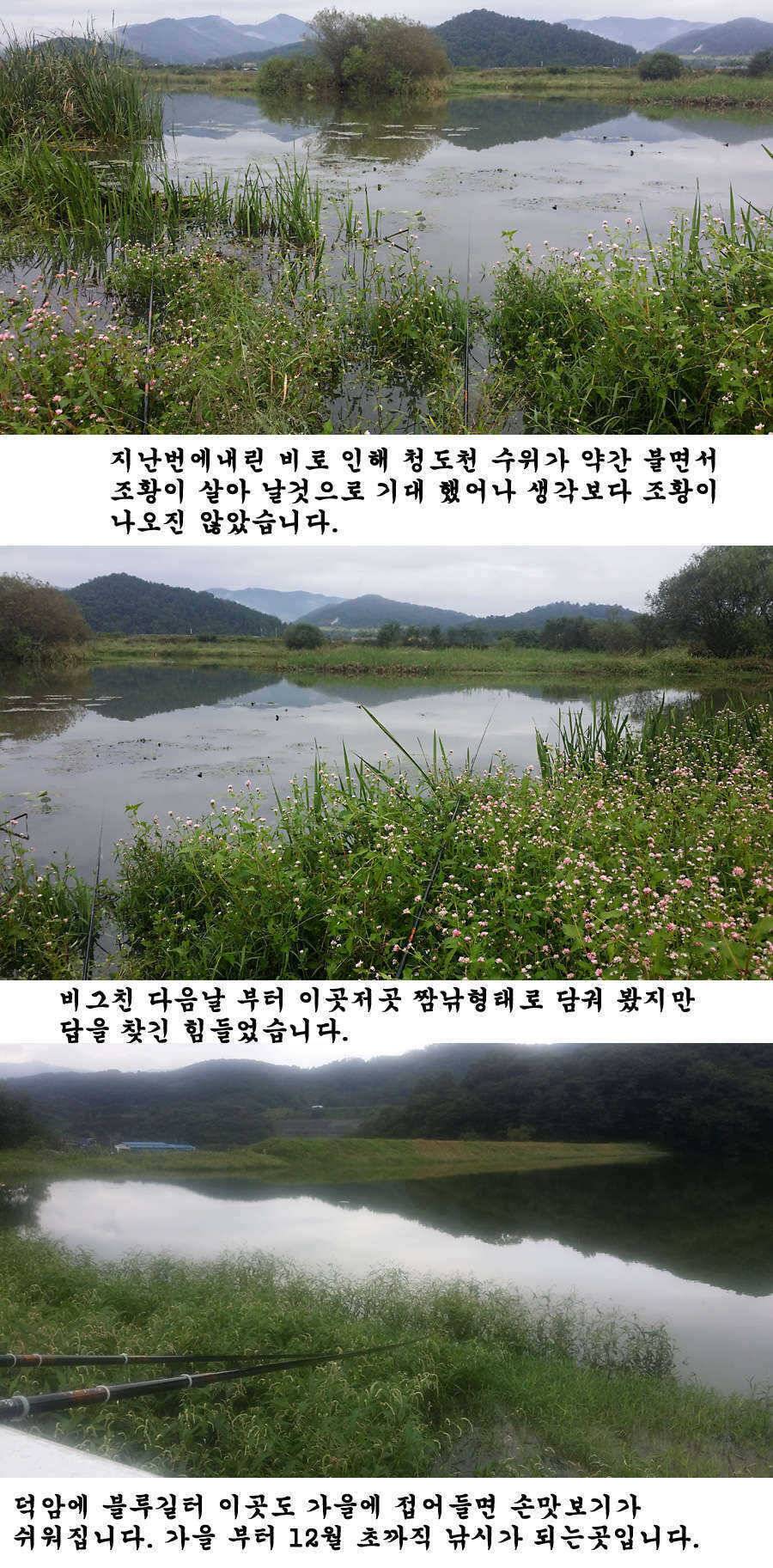 지난주말 이번주중 청도권 조황입니다 (조황조행기 - 특파원조황)