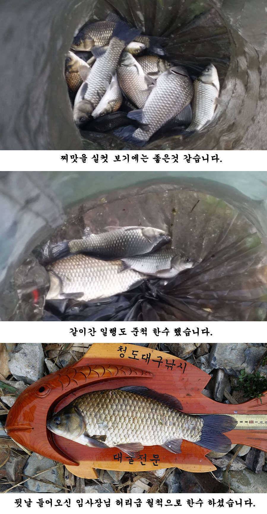 지난주말 이번주중 청도권 조황입니다 (조황조행기 - 특파원조황)