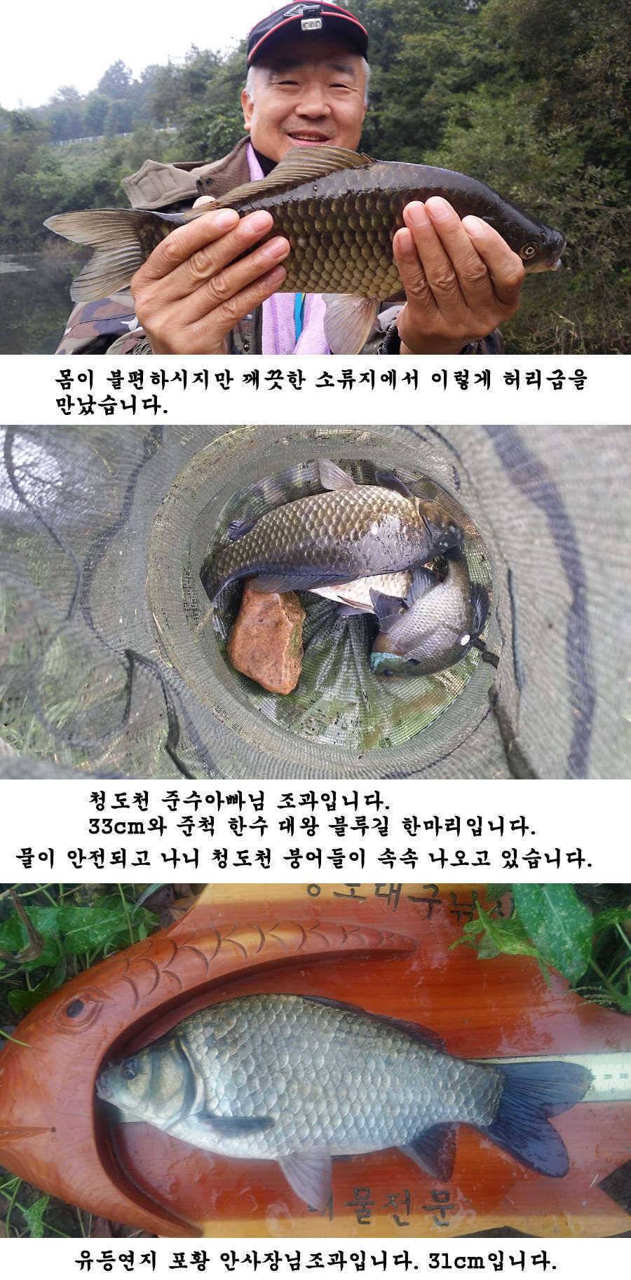 지난주말 이번주중 청도권 조황입니다 (조황조행기 - 특파원조황)
