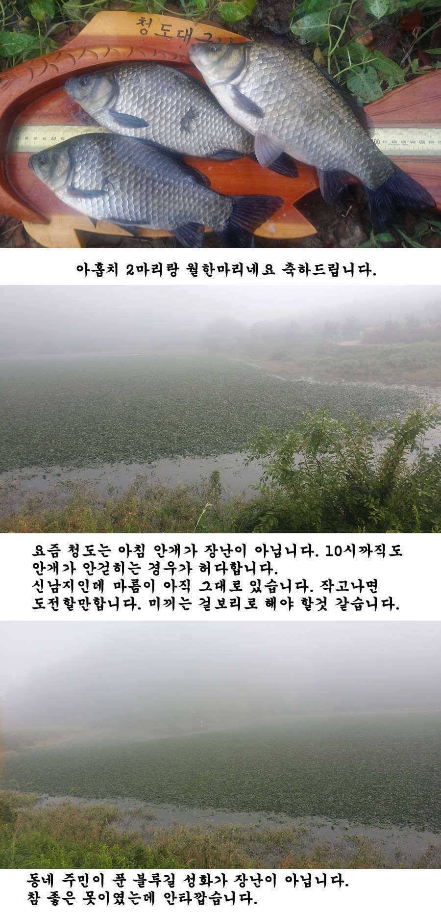 지난주말 이번주중 청도권 조황입니다 (조황조행기 - 특파원조황)