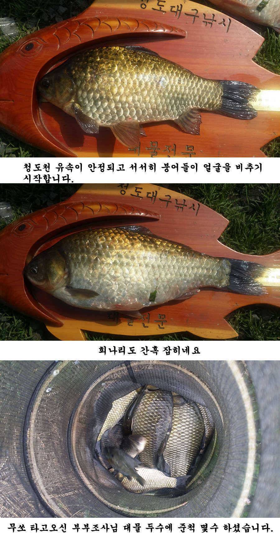 지난주말 이번주중 청도권 조황입니다 (조황조행기 - 특파원조황)