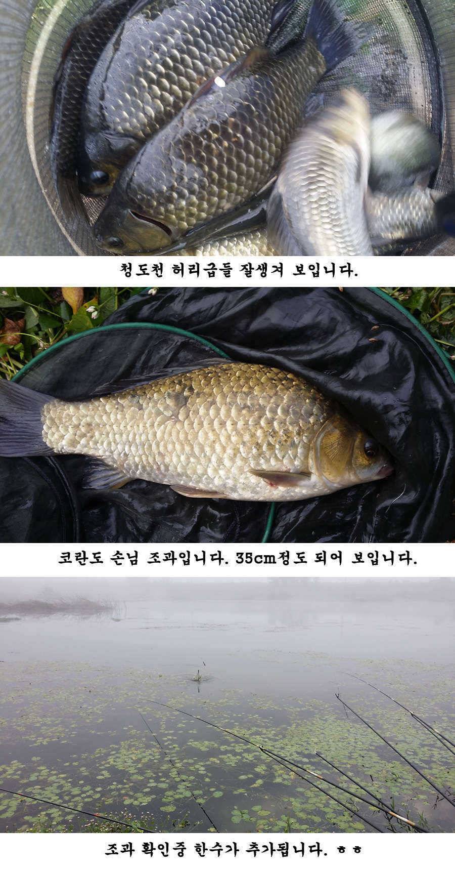 지난주말 이번주중 청도권 조황입니다 (조황조행기 - 특파원조황)