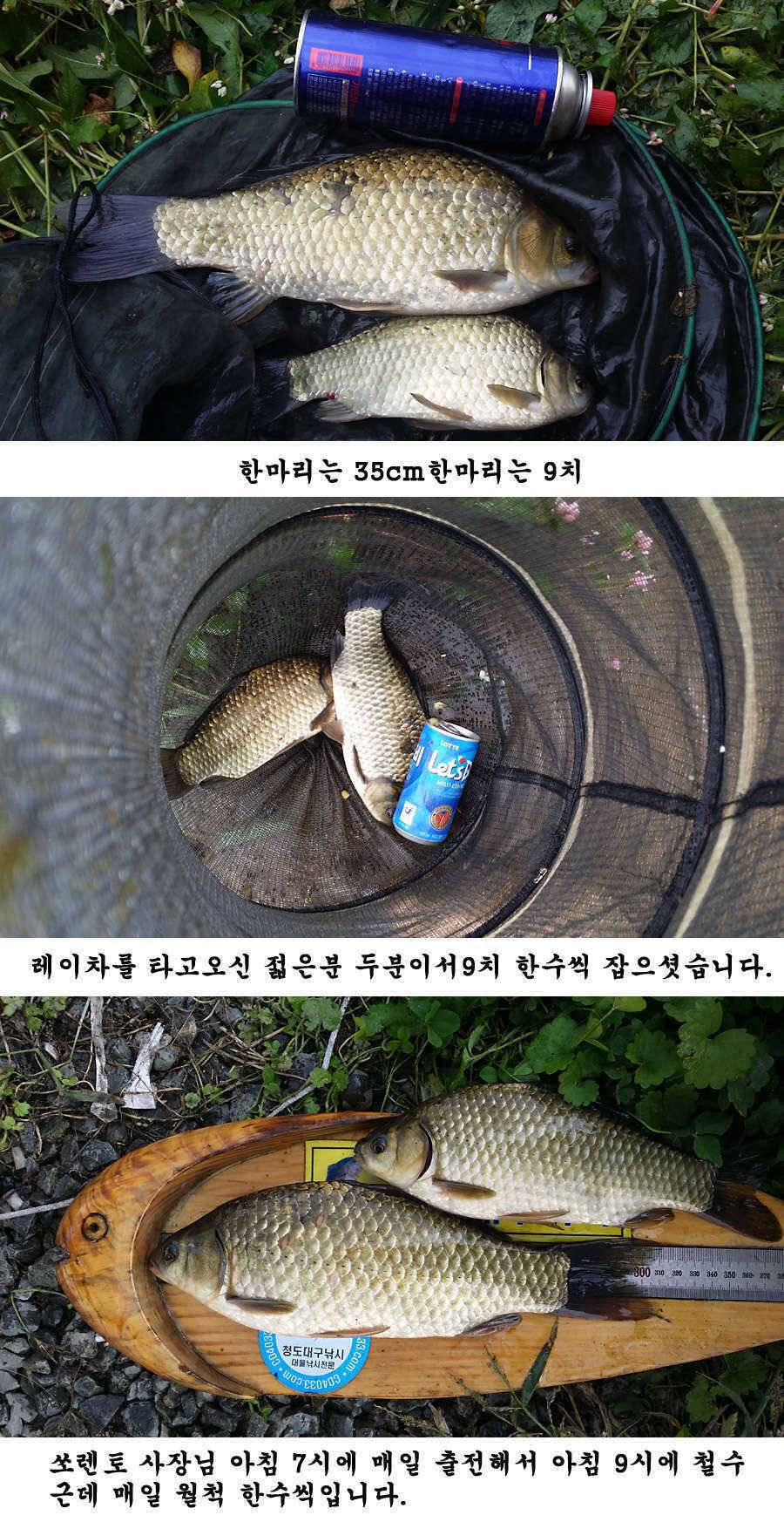 지난주말 이번주중 청도권 조황입니다 (조황조행기 - 특파원조황)